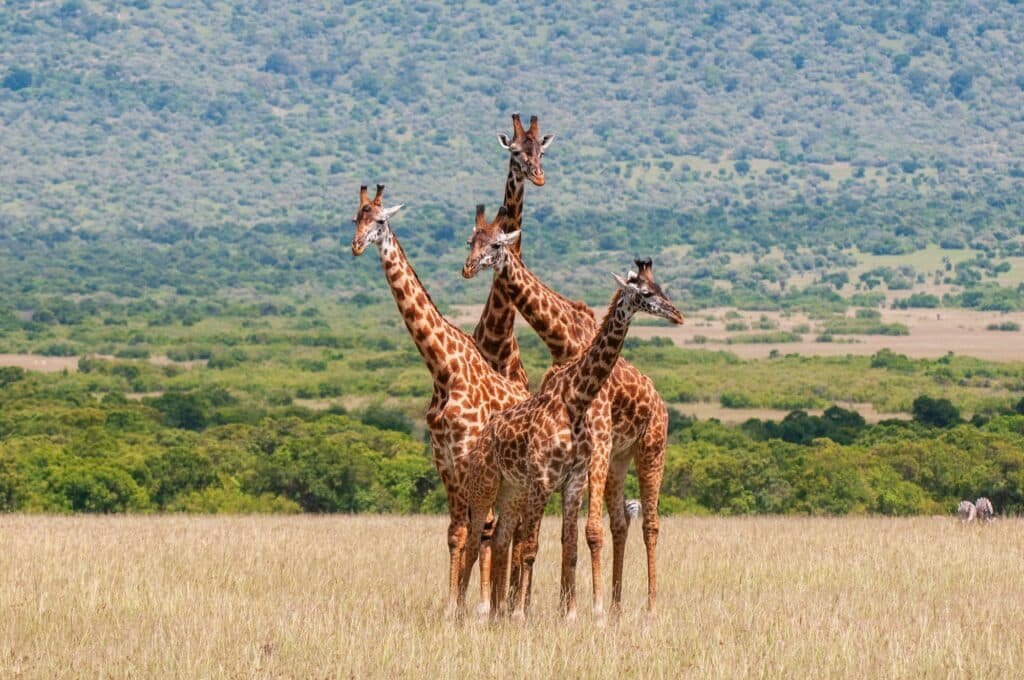 Eine Gruppe Giraffen, die nebeneinander in der Savanne von Tansania steht, umgeben von grünen Bäumen.